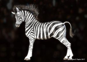 Hivewire Horse Zebra Arabian