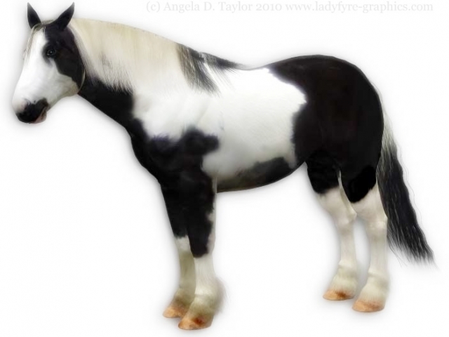 Piebald Gypsy Vanner for Daz3d Millennium Horse Piebald Gypsy Vanner for Daz3d Millennium Horse
