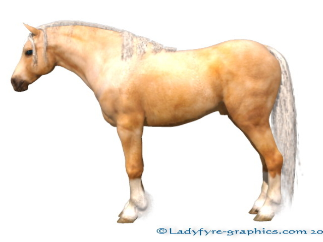 Palomino texture very detailed