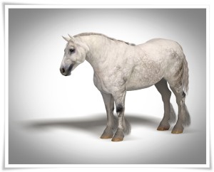 Dapple grey drat horse texture and morph for the MilHorse