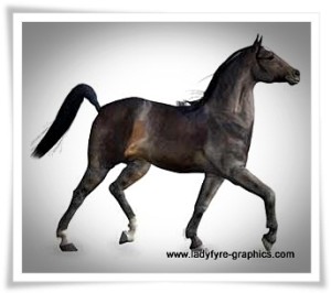 Dark bay texture based on my own thoroughbred mare Millennium Horse model texture