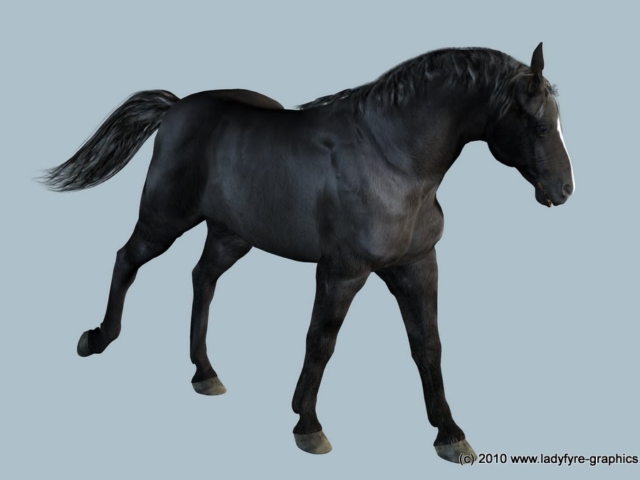 Black Sports Horse