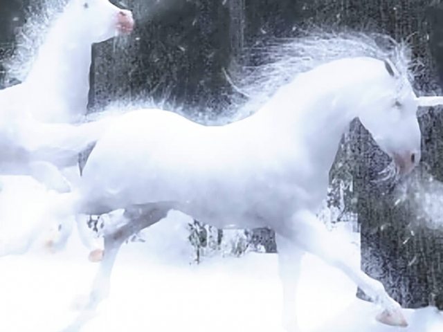 Legend of the Unicorns Legend of the Unicorns