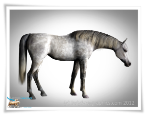 DHorse2 Arabian