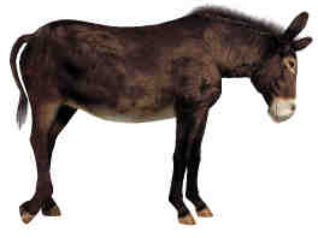 Free Donkey Texture for Daz Zebra Free Donkey Texture for Daz Zebra