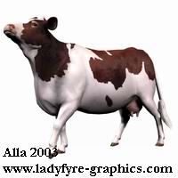 Brown and white photorealistic cow texture for the Daz3d cow model