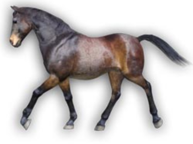 lfg-Spring-Bay-P4-Horse