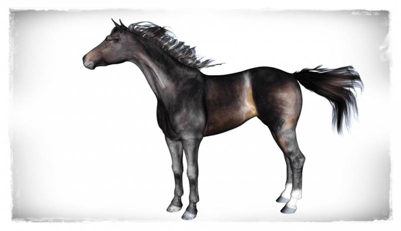 Daz Horse 2 |Karina | Thoroughbred Mare
