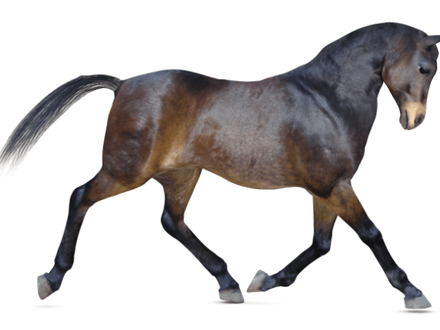 freebie_p4_horse_texture_poser_3d-crop