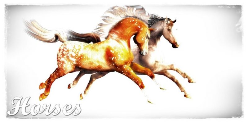 Poser and Daz Studio Horses 3d renders