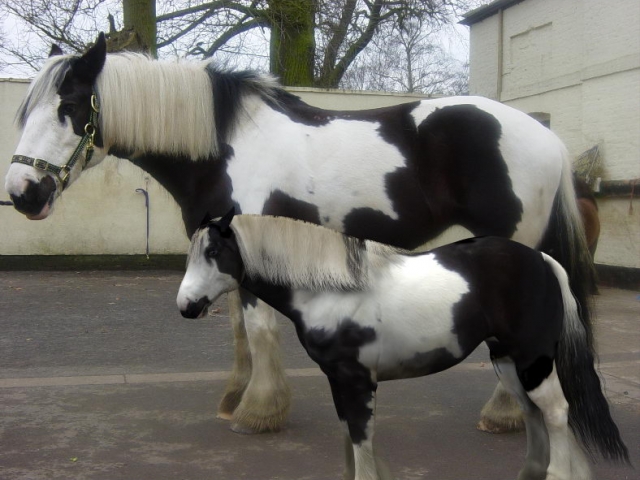 3d digital clone of friends gypsy cob horse using the Daz Millennium Horse 3d Model 3d digital clone of friends gypsy cob horse using the Daz Millennium Horse 3d Model