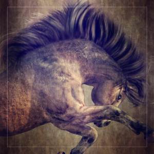 Millennium Horse Native Pony Character, texture and full body morph FBM