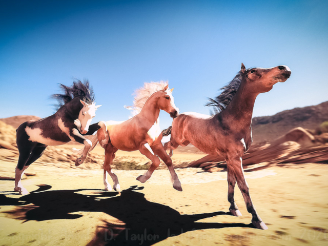 Desert Horses iRay Render | Daz Studio 3d Horses Desert Horses iRay Render | Daz Studio 3d Horses